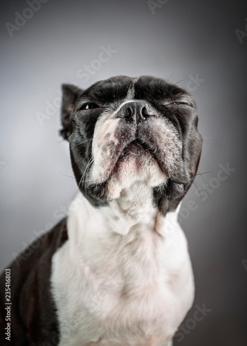 Fototapeta Naklejka Na Ścianę i Meble -  Boston Terrier Portrait