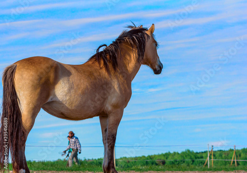 Fototapeta Naklejka Na Ścianę i Meble -  Horse on sky background