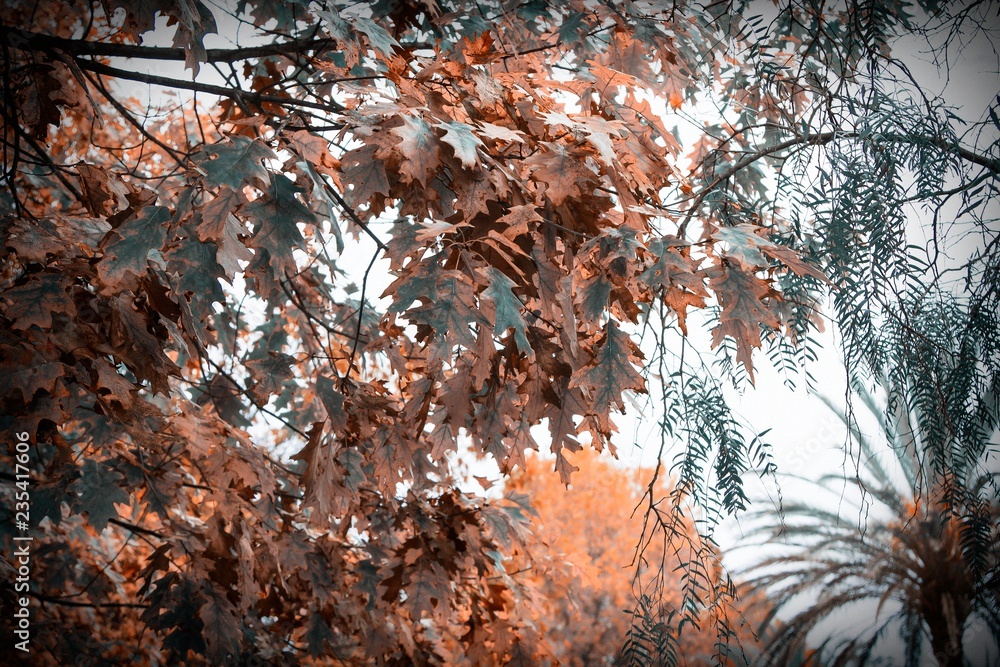 trees with dry leaves in autumn, autumnal background