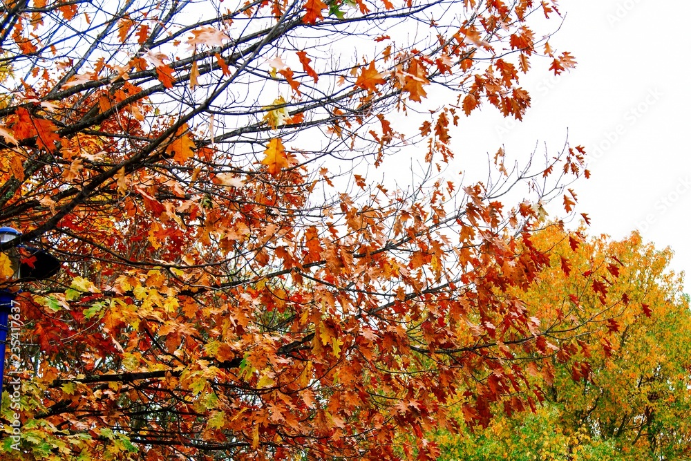 trees with dry leaves in autumn, autumnal background trees with dry leaves in autumn, autumnal background