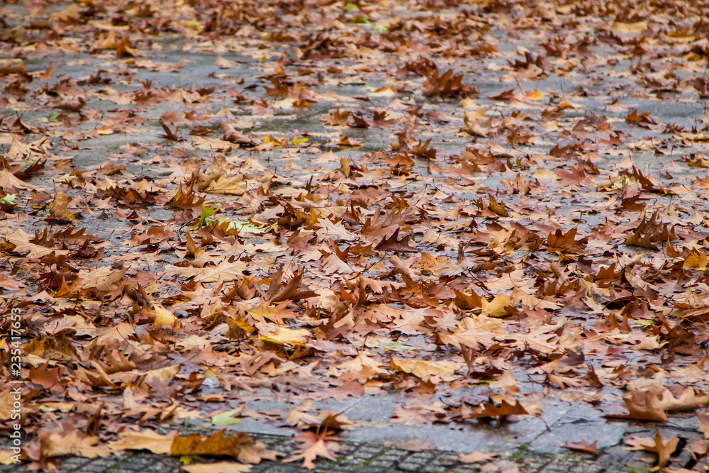 fallen leaves on the wet autumn floor, autumnal background fallen leaves on the wet autumn floor, autumnal background