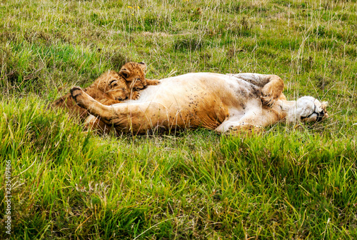 Fototapeta Naklejka Na Ścianę i Meble -  Lions in Tanzania on a clear day