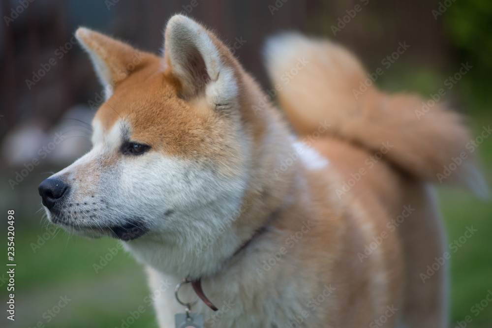 Akita-Inu Dog Akita-Inu Dog