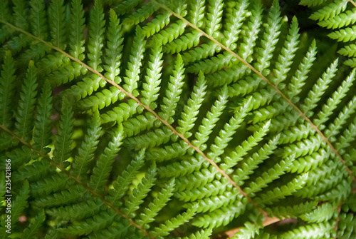 fern leaves ion moody light