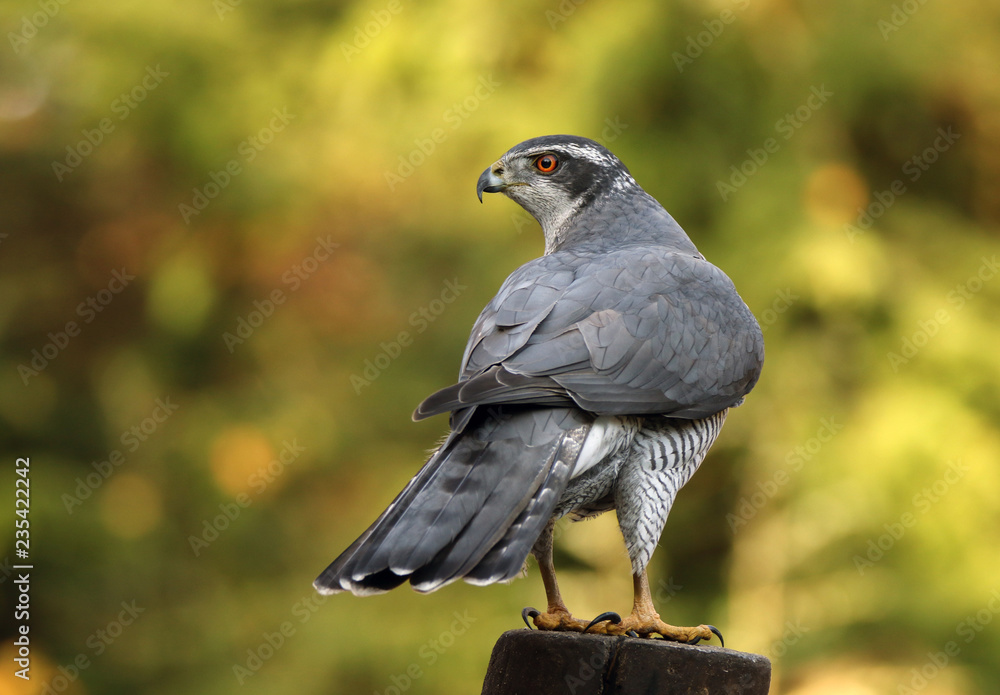 Fototapeta premium Beautiful goshawk alert on a post