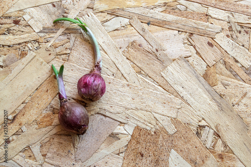 onion on a wooden board