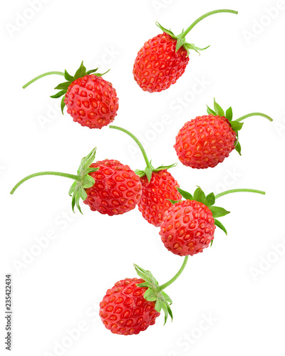 Falling Wild strawberry isolated on white background  clipping path  full depth of field