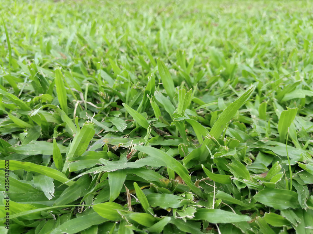 Abstract and texture of green grass with blur background Abstract and texture of green grass with blur background