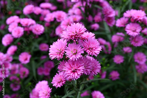 Aster amellus blossoming 