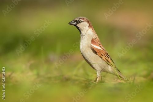 House Sparrow - Passer domesticus  bird of the sparrow family Passeridae, found in most parts of the world. Introduced to all continents © phototrip.cz