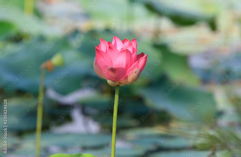 Lotus flower and Lotus flower plants