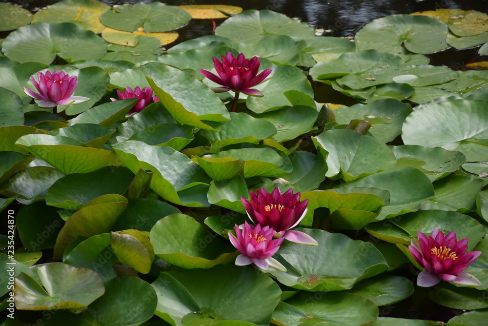 Water lilly, Nenuphar (Nymphaea Rosea) Water lilly, Nenuphar (Nymphaea Rosea)