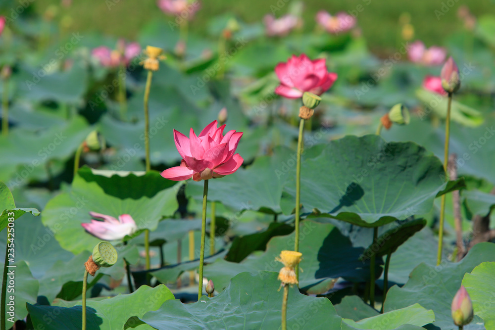 Lotus flower and Lotus flower plants Lotus flower and Lotus flower plants