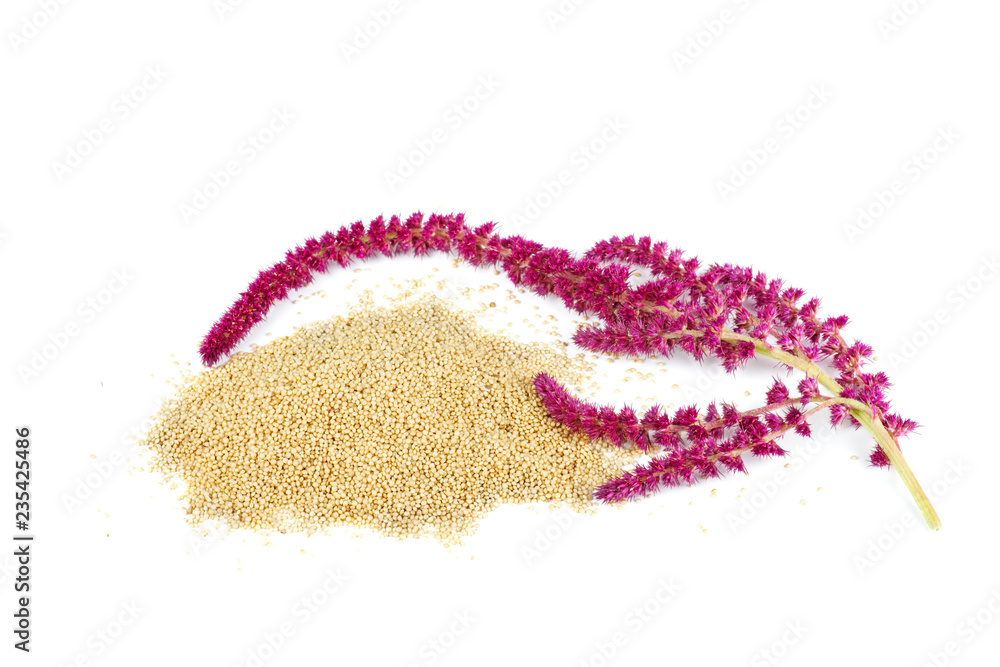 Amaranth plant and seeds isolated on white background