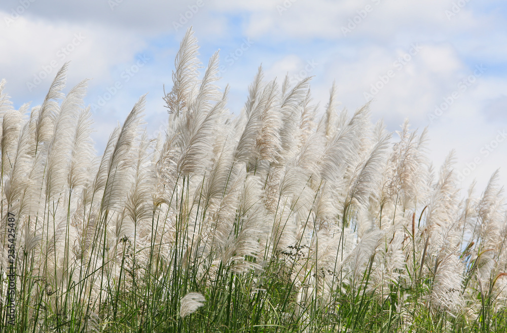Fototapeta premium Ornamental grass in the autumn.