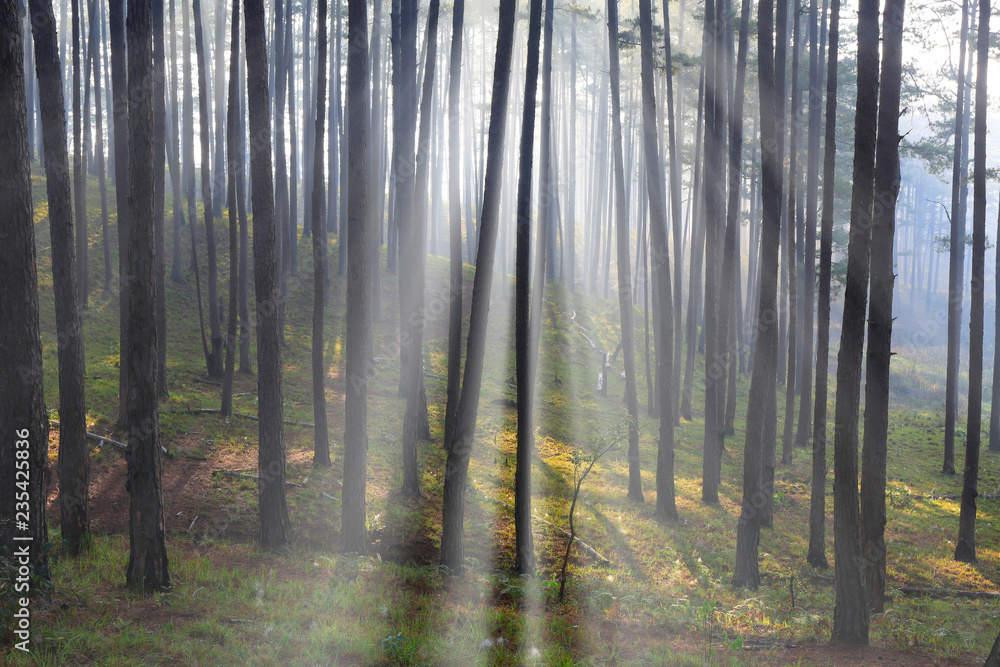 Fantastic foggy forest with pine tree in the sunlight. Sun beams through tree. Beauty world