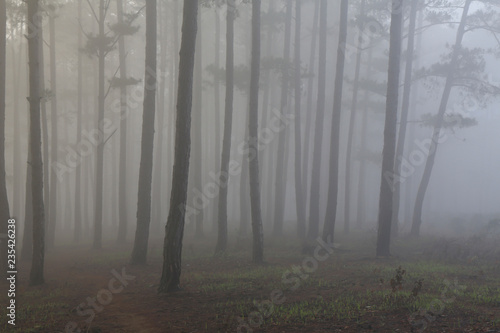 Fantastic foggy forest with pine tree in the sunlight. Sun beams through tree. Beauty world © Nguyen