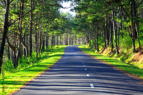Beautiful road through pine forest