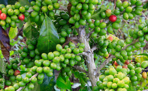 Coffee tree on cofffe tree in cafe plantation photo