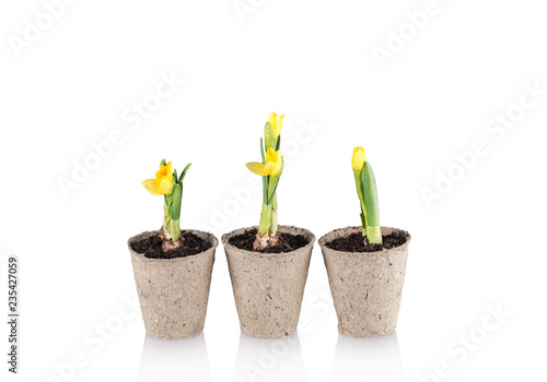 Fototapeta Naklejka Na Ścianę i Meble -  Narcissus flower in a pot on white background