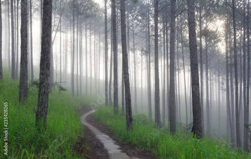 Fantastic foggy forest with pine tree in the sunlight. Sun beams through tree. Beauty world