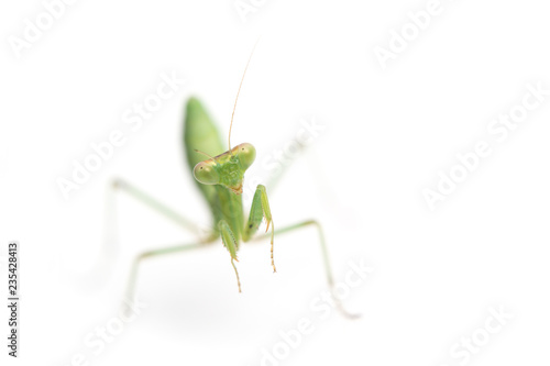 African mantis isolated on white