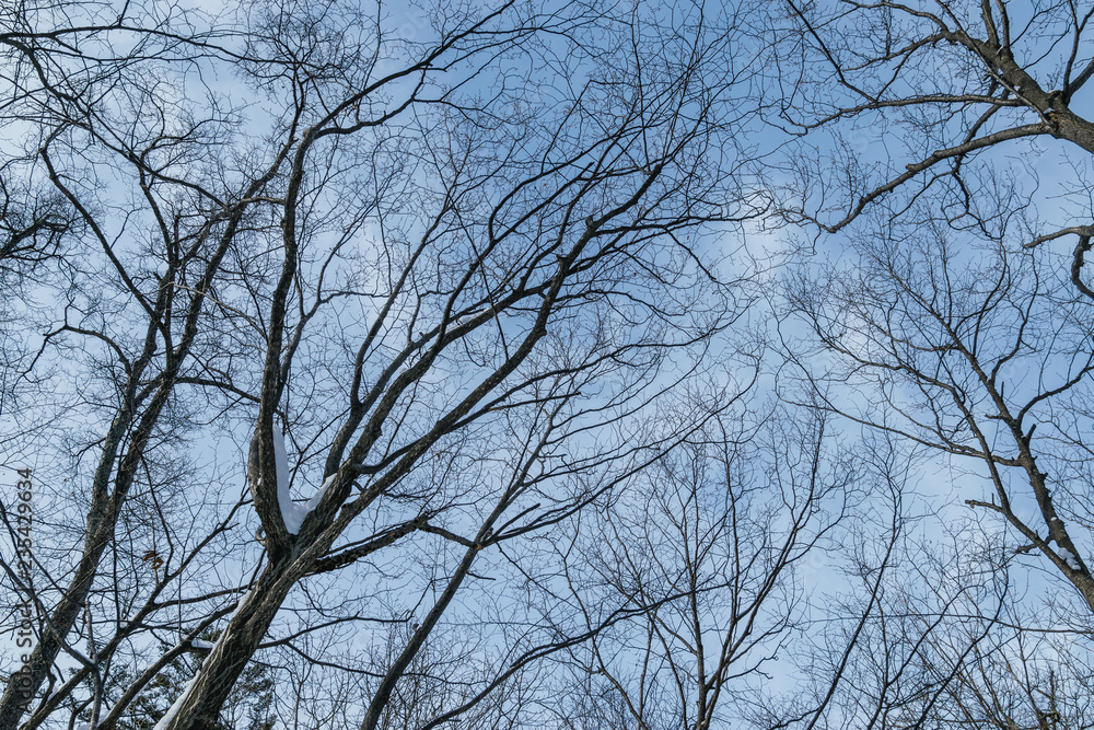 Tree branch silhouette over blue sky background. Tree branch silhouette over blue sky background.