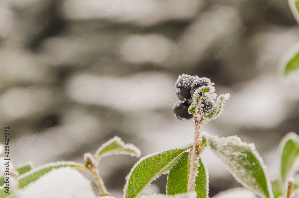 Snow on the leaves and branches of bushes.
