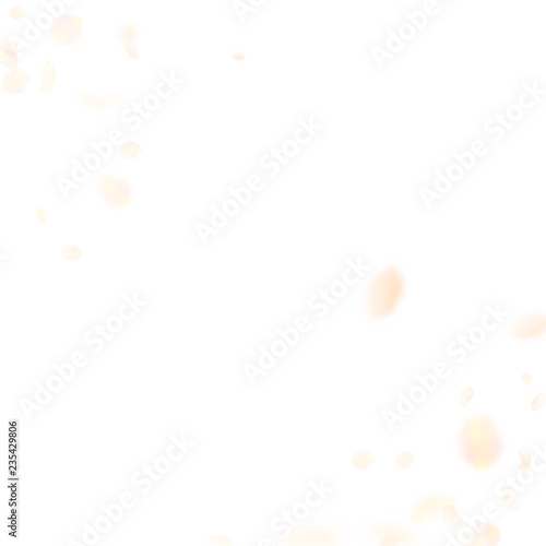 Yellow orange flower petals falling down. Flawless