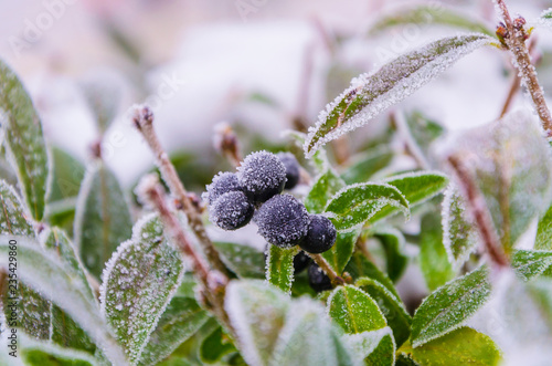 Snow on the leaves and branches of bushes.