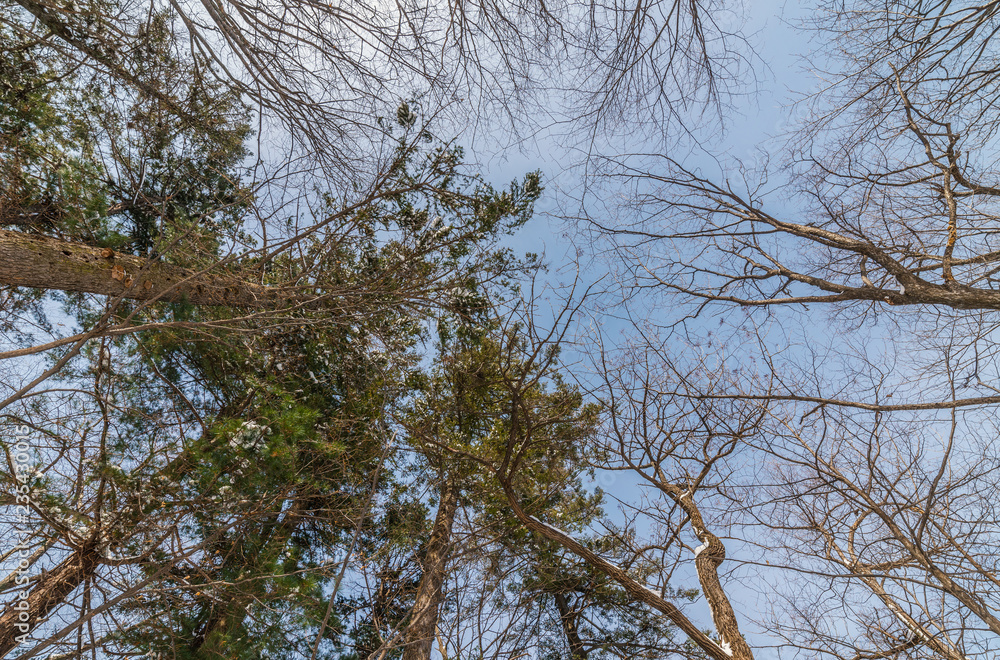 Tree branch silhouette over blue sky background. Tree branch silhouette over blue sky background.