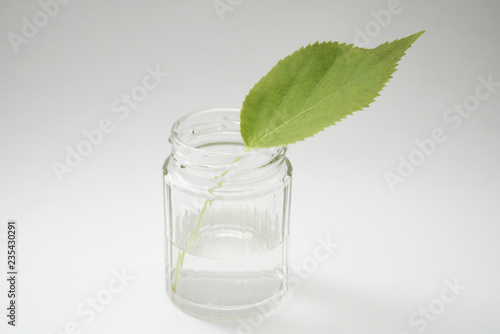 glass with water and leaves isolated on white