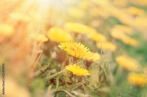 Fototapeta Naklejka Na Ścianę i Meble -  Dandelion flower, flowering dandelion flower in meadow, dandelion flowers lit by sunrays