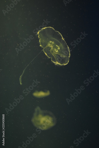 jellyfish in water © Fernando