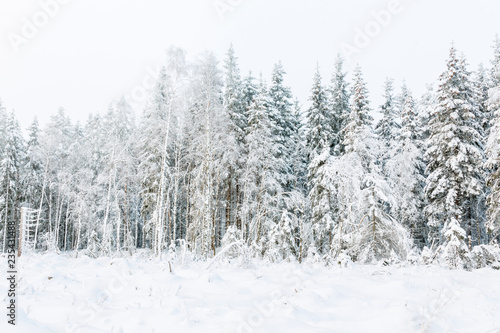 Forest edge in a clearcut with snow and frost