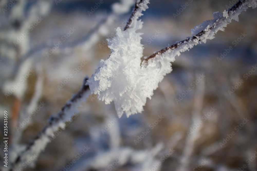 frozen branches covered with hoarfrost