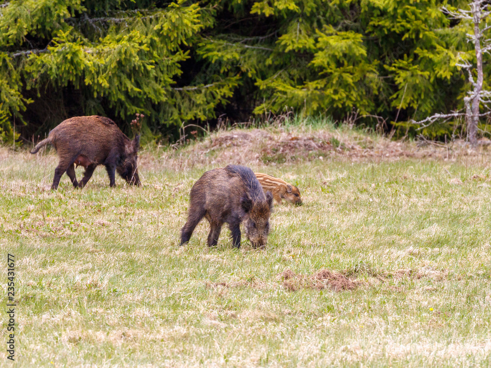 Wild boar in a meadow at the forest edge Wild boar in a meadow at the forest edge