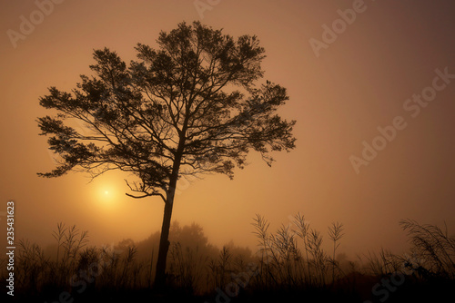 Alone tree in grass hill  © Nguyen