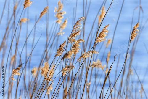Beautiful reed straws at a lake in sunshine