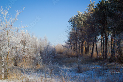 trees in winter © Виктория Борисенко