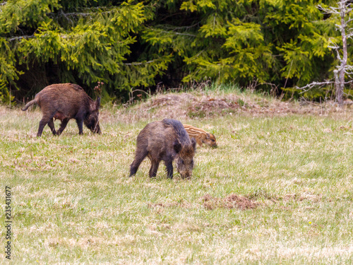 Wild boar in a meadow at the forest edge