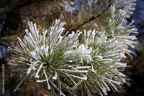 branch of a tree