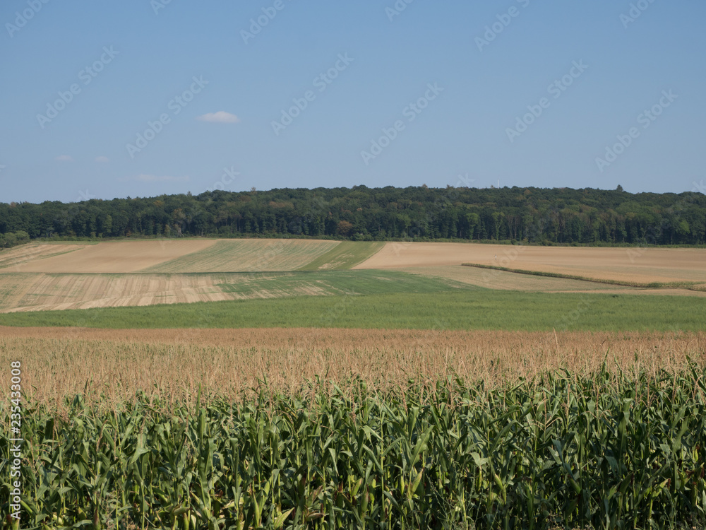 Agriculture fields and forest