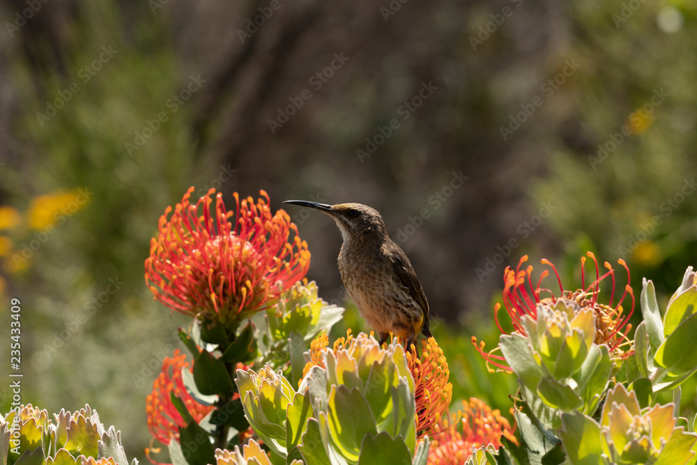 Obraz premium Cape Sugar bird, male, (Promerops cafer), sitting upright on orange Pin Cushion Protea flower, p(Leucospermum cordifolium ), South Africa