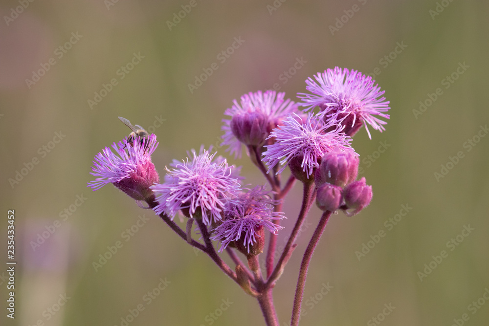 Fototapeta premium Pompom weed flowers with bee