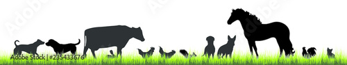 Vector silhouette of farm animal in the grass on white background.