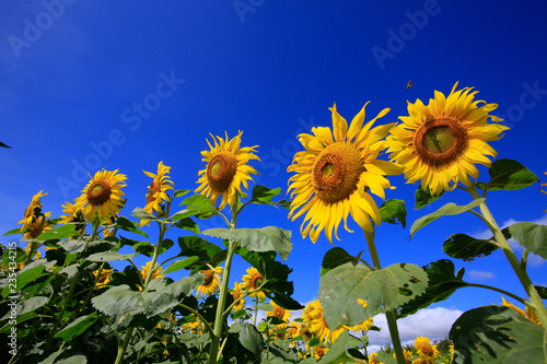 Sunflower in blue sky