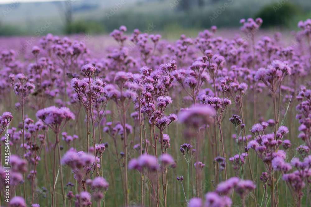 Naklejka premium Field of pompom weed
