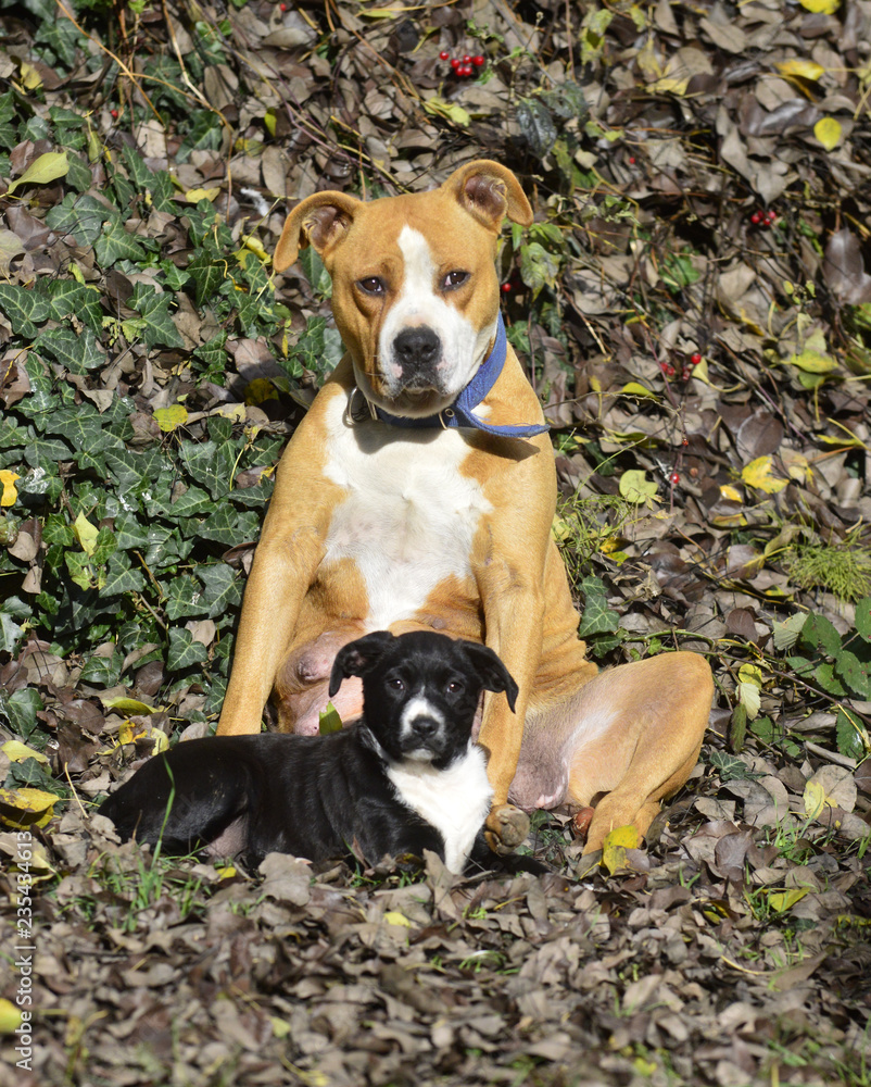 american staffordshire terrier dog and puppy on an autumn leaves