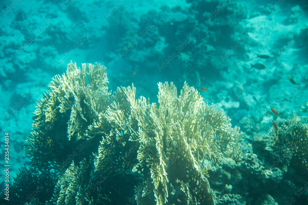 Fototapeta premium Red Sea Egypt fish ocean coral underwater